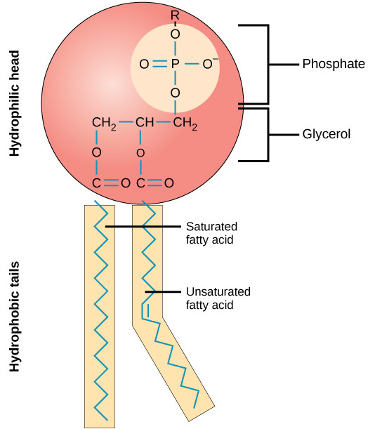 PhosphoMax™ (Natural Phospholipid Emulsifier)