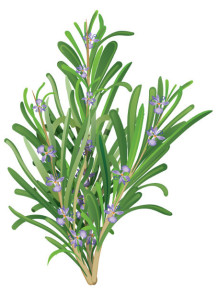 Rosemary Extract (Rosmarinic Acid 10%, Powder)