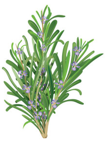  Rosemary Extract (Rosmarinic Acid 10%, Powder)