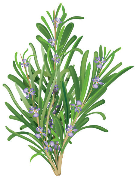 Rosemary Extract (Rosmarinic Acid 10%, Powder)