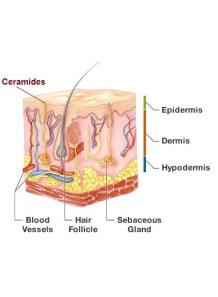 Ceramide 6-II (Ceramide AP)