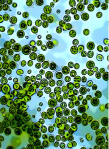 Chlamydomonas Reinhardtii (Green Algae, Super-Food)