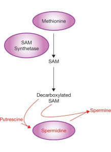  Pure-Spermidine™ (98%)