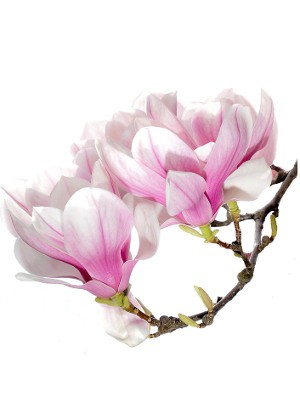 Magnolia Extract (Magnolol, Honokiol)