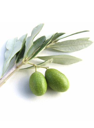 Olive CLEAR (Hydrogenated Olive Oil)