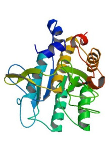 Protease Enzyme