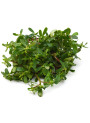 Portulaca Extract (Red/Yellow Liquid)