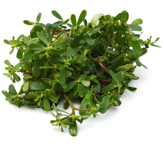 Portulaca Extract (Red/Yellow Liquid)