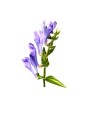 BaicaVital™ (Scutellaria Baicalensis Extract)
