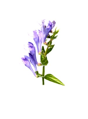 BaicaVital™ (Scutellaria Baicalensis Extract)