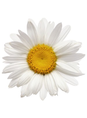 Chamomile Extract (Apigenin)