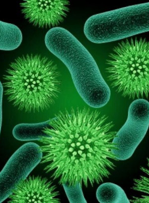 Lactobacillus acidophilus (200 billion/g) (Freeze-dried)