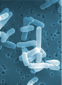  Lactobacillus reuteri (200 billion/g) (Freeze-dried)