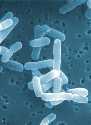 Lactobacillus reuteri (200 billion/g) (Freeze-dried)