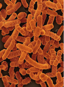 Lactobacillus salivarius...