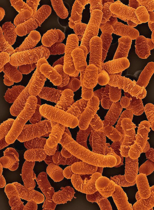 Lactobacillus salivarius (200 billion/g) (Freeze-dried)