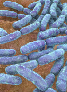  Lactobacillus helveticus (100 billion/g) (Freeze-dried)