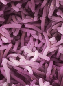 Lactobacillus casei (400 billion/g) (Freeze-dried)