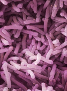 Lactobacillus casei (400...