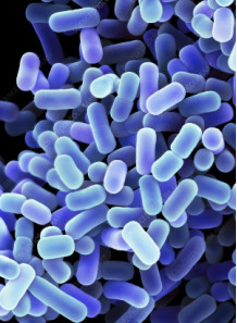  Lactobacillus plantarum (400 billion/g) (Freeze-dried)