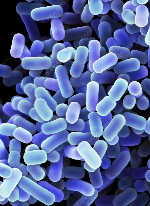 Lactobacillus plantarum (400 billion/g) (Freeze-dried)