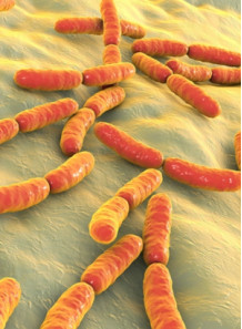 Bacillus Coagulans (100 billion/g) (Freeze-dried)