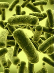 Bifidobacterium lactis (500...