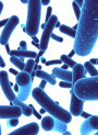 Bifidobacterium bifidum (500 billion/g) (Freeze-dried)