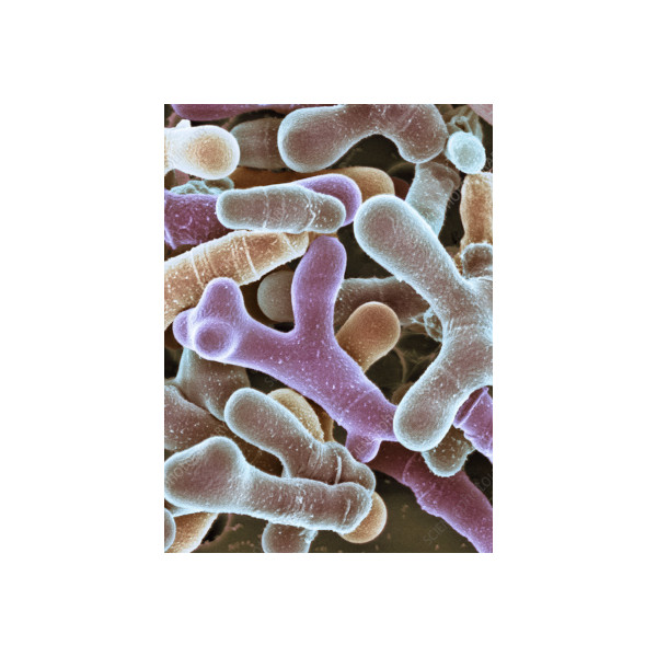 Bifidobacterium animalis (500 billion/g) (Freezedried)