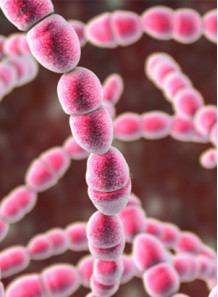 Streptococcus thermophilus (200 billion/g) (Freeze-dried)