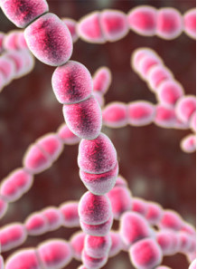  Streptococcus thermophilus (200 billion/g) (Freeze-dried)