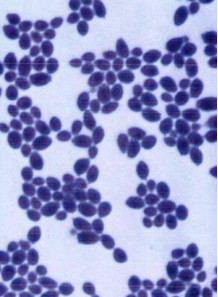 Saccharomyces boulardii (20...