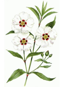 Labdanum Resinoid