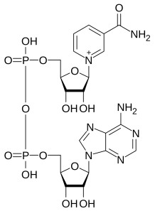 NAD+ (Nicotinamide Adenine Dinucleotide)