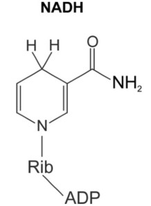 NADH (Nicotinamide Adenine Dinucleotide Reduced Disodium Salt)