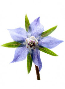 Borage Oil (Hi GLA)