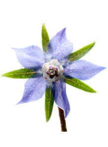 NaturalProfile™ Borage Oil...