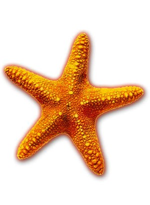 RETINAT™ (Starfish Extract)