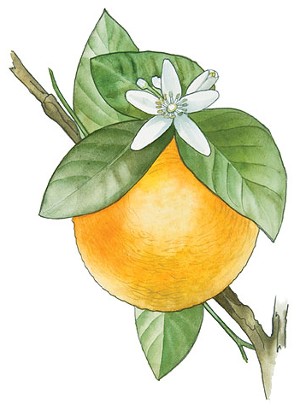 Orange Flower Extract (Natural Deodorizer)