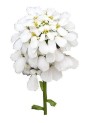 Meadowfoam Seed Oil (Refined)