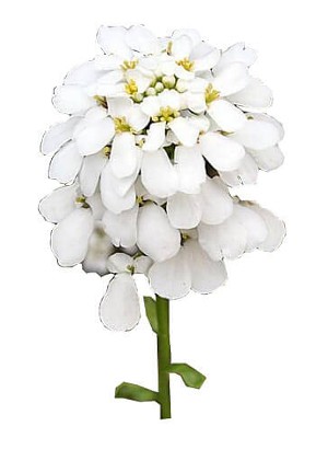Meadowfoam Seed Oil (Refined)