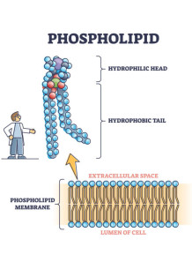 PhosCare™ (Water Soluble 10% Phospholipid)