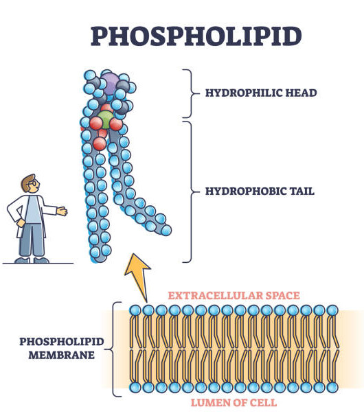 PhosCare™ (Water Soluble 15% Phospholipid)