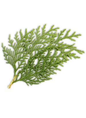 Japanese Cedar (Cryptomeria Japonica Bud Extract)