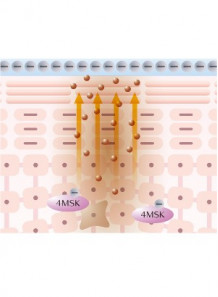 4MSK™ (Potassium Methoxysalicylate)
