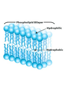  Phospholipid