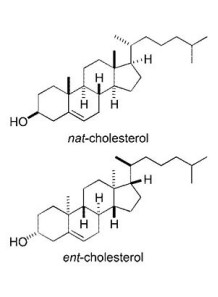  Cholesterol