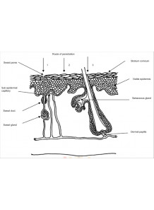 Franz Cell Analysis (Porcine Ear, 1 sample)
