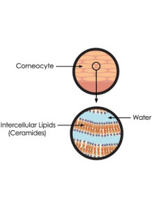  Cerasoft™ (Synthetic Ceramide)