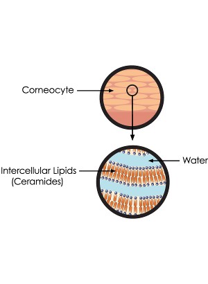 Cerasoft™ (Synthetic Ceramide)